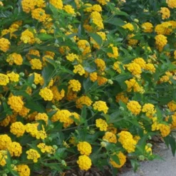 New Gold Hardy Lantana - 5 Pack Of Pint Pots -Garden Supplies Sales 2024 lantana new gold 10 2