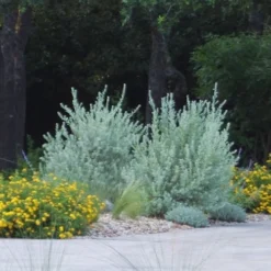 New Gold Hardy Lantana - 5 Pack Of Pint Pots -Garden Supplies Sales 2024 lantana new gold 11 2