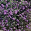 Trailing Lavender Lantana - 1 Gallon Pot