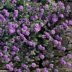 Trailing Lavender Lantana - 5 Pack Of Pint Pots