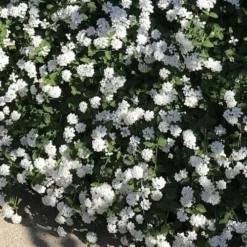 Trailing White Lantana - 5 Pack Of Pint Pots -Garden Supplies Sales 2024 lantana trailing white 10