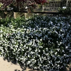 Trailing White Lantana - 5 Pack Of Pint Pots -Garden Supplies Sales 2024 lantana trailing white 11
