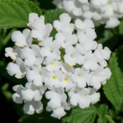 Trailing White Lantana - 5 Pack Of Pint Pots -Garden Supplies Sales 2024 lantana trailing white 7