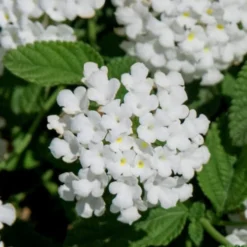 Trailing White Lantana - 5 Pack Of Pint Pots -Garden Supplies Sales 2024 lantana trailing white 8