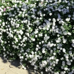 Trailing White Lantana - 5 Pack Of Pint Pots -Garden Supplies Sales 2024 lantana trailing white 9