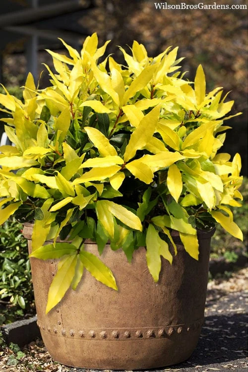 Sicilian Sunshine Sweet Bay Laurel (Laurus Nobilis) - 1 Gallon Pot 1 Sicilian Sunshine Sweet Bay Laurel (Laurus Nobilis) - 1 Gallon Pot