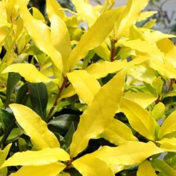 Sicilian Sunshine Sweet Bay Laurel (Laurus Nobilis) - 1 Gallon Pot 9 Sicilian Sunshine Sweet Bay Laurel (Laurus Nobilis) - 1 Gallon Pot -Garden Supplies Sales 2024 laurus nobilis sicilian sunshine sweet bay laurel 2
