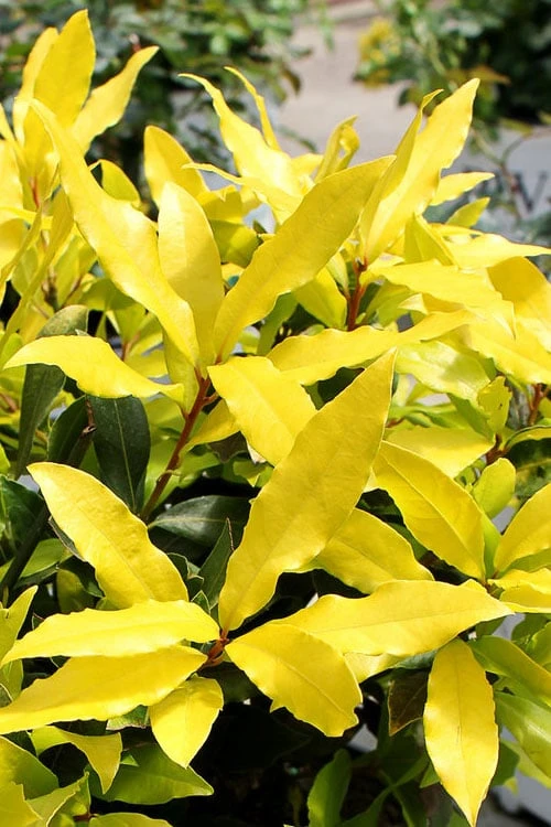 Sicilian Sunshine Sweet Bay Laurel (Laurus Nobilis) - 1 Gallon Pot 5 Sicilian Sunshine Sweet Bay Laurel (Laurus Nobilis) - 1 Gallon Pot - Image 5