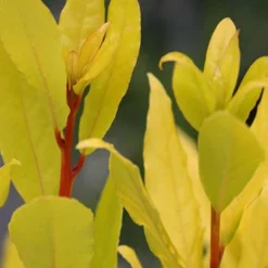 Sicilian Sunshine Sweet Bay Laurel (Laurus Nobilis) - 1 Gallon Pot 8 Sicilian Sunshine Sweet Bay Laurel (Laurus Nobilis) - 1 Gallon Pot -Garden Supplies Sales 2024 laurus nobilis sicilian sunshine sweet bay laurel 5