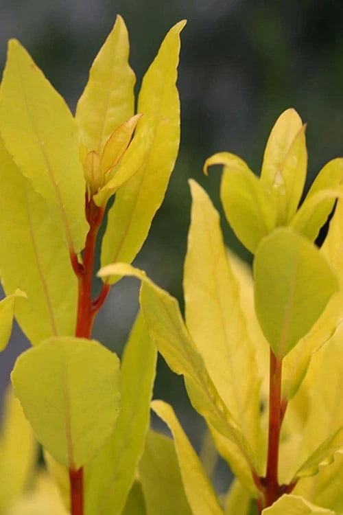 Sicilian Sunshine Sweet Bay Laurel (Laurus Nobilis) - 1 Gallon Pot 4 Sicilian Sunshine Sweet Bay Laurel (Laurus Nobilis) - 1 Gallon Pot - Image 4