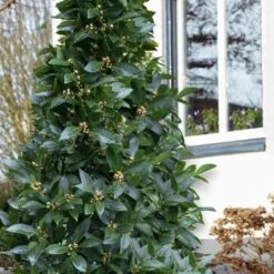 Bay Laurel (Sweet Bay) - Laurus Nobilis - 3 Gallon Pot