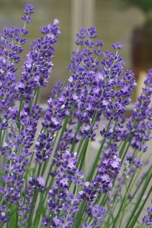 Big Time Blue Lavender - 6 Pack Of 1 Gallon Pots 6 Big Time Blue Lavender - 6 Pack Of 1 Gallon Pots - Image 6