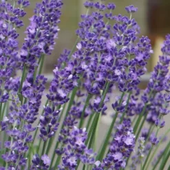 Big Time Blue Lavender - 1 Gallon Pot -Garden Supplies Sales 2024 lavandula angustifolia big time blue lavender 1