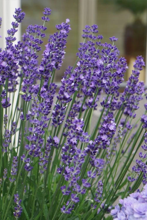 Big Time Blue Lavender - 6 Pack Of 1 Gallon Pots 4 Big Time Blue Lavender - 6 Pack Of 1 Gallon Pots - Image 4