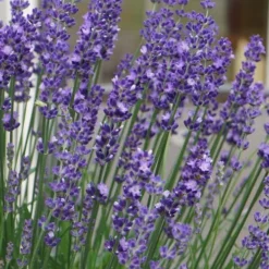 Big Time Blue Lavender - 1 Gallon Pot -Garden Supplies Sales 2024 lavandula angustifolia big time blue lavender 2