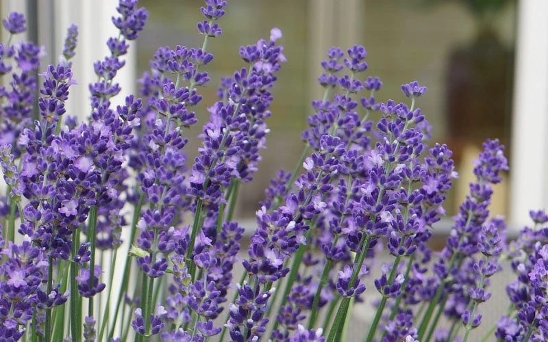 Big Time Blue Lavender - 6 Pack Of 1 Gallon Pots 5 Big Time Blue Lavender - 6 Pack Of 1 Gallon Pots - Image 5