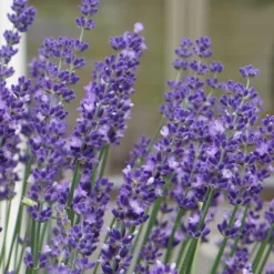 Big Time Blue Lavender - 1 Gallon Pot -Garden Supplies Sales 2024 lavandula angustifolia big time blue lavender 3