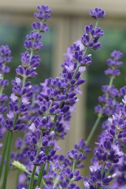 Big Time Blue Lavender - 6 Pack Of 1 Gallon Pots 1 Big Time Blue Lavender - 6 Pack Of 1 Gallon Pots