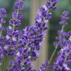 Big Time Blue Lavender - 1 Gallon Pot