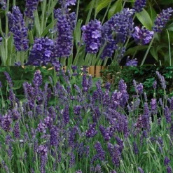 Ellagance Purple English Lavender - 5 Pack Of Quart Pots -Garden Supplies Sales 2024 lavandula angustifolia ellagance purple english lavender 2