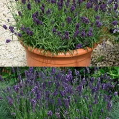 Ellagance Purple English Lavender - 5 Pack Of Quart Pots -Garden Supplies Sales 2024 lavandula angustifolia ellagance purple english lavender 3