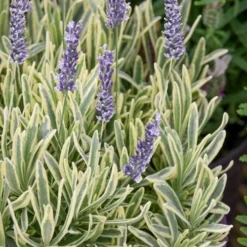 Platinum Blonde English Lavender Plant - 1 Gallon Pot