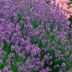 Munstead English Lavender - 6 Pack Of Pint Pots -Garden Supplies Sales 2024 lavandula angustifolia munstead english lavender 3
