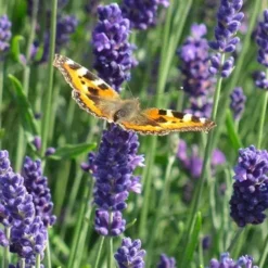 Munstead English Lavender - 6 Pack Of Pint Pots -Garden Supplies Sales 2024 lavandula angustifolia munstead english lavender 4