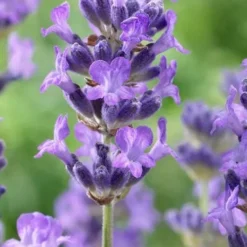 Munstead English Lavender - 6 Pack Of Pint Pots -Garden Supplies Sales 2024 lavandula angustifolia munstead english lavender 5