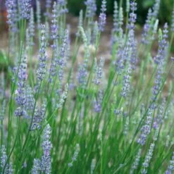 Provence French Lavender - 5 Pack Of Quart Pots -Garden Supplies Sales 2024 lavandula20intermedia provencer french lavender 103