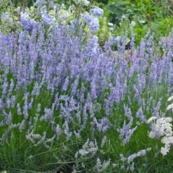 Provence French Lavender - 5 Pack Of Quart Pots -Garden Supplies Sales 2024 lavandula20intermedia provencer french lavender 106