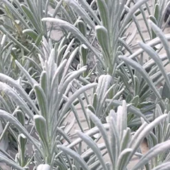 Sensational Lavender - 5 Pack Of Quart Pots -Garden Supplies Sales 2024 lavender intermedia sensational 1 1