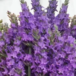 Sensational Lavender - 1 Gallon Pot -Garden Supplies Sales 2024 lavender intermedia sensational 2