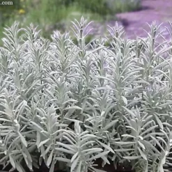 Sensational Lavender - 1 Gallon Pot -Garden Supplies Sales 2024 lavender intermedia sensational 7