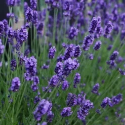Sweet Romance English Lavender Plant - 1 Gallon Pot -Garden Supplies Sales 2024 lavendula angustifolia sweet romance lavender 3
