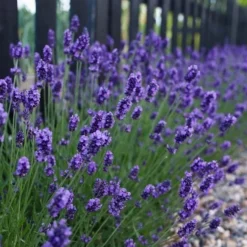 Sweet Romance English Lavender Plant - 1 Gallon Pot -Garden Supplies Sales 2024 lavendula angustifolia sweet romance lavender 4