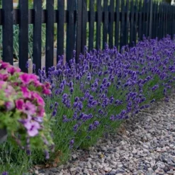 Sweet Romance English Lavender Plant - 1 Gallon Pot -Garden Supplies Sales 2024 lavendula angustifolia sweet romance lavender 5