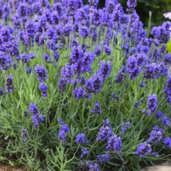 Sweet Romance English Lavender Plant - 1 Gallon Pot -Garden Supplies Sales 2024 lavendula angustifolia sweet romance lavender 6