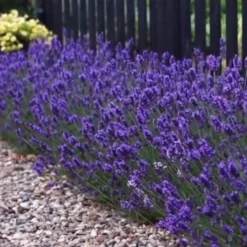 Sweet Romance English Lavender Plant - 1 Gallon Pot -Garden Supplies Sales 2024 lavendula angustifolia sweet romance lavender 8