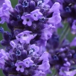 Sweet Romance English Lavender Plant - 1 Gallon Pot -Garden Supplies Sales 2024 lavendula angustifolia sweet romance lavender 9