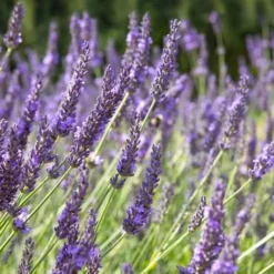 Grosso Lavender - 5 Pack Of Quart Pots -Garden Supplies Sales 2024 lavendula intermedia grosso french lavender 2