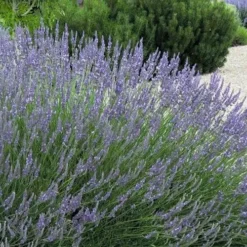 Grosso Lavender - 5 Pack Of Quart Pots -Garden Supplies Sales 2024 lavendula intermedia grosso french lavender 4