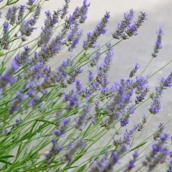 Grosso Lavender - 5 Pack Of Quart Pots -Garden Supplies Sales 2024 lavendula intermedia grosso lavender 1