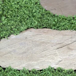 Miniature Brass Buttons Fairy Fern (Leptinella Gruveri) - 6 Pack Of Pint Pots -Garden Supplies Sales 2024 leptinella gruveri miniature brass buttons fairy fern 6