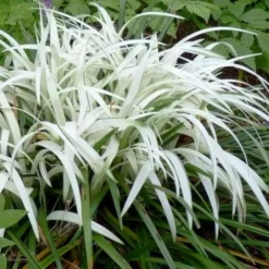 Okina Liriope (Frosted Monkey Grass) - 6 Pack Of 1 Gallon Pots -Garden Supplies Sales 2024 liriope muscari okina lilyturf 2 1