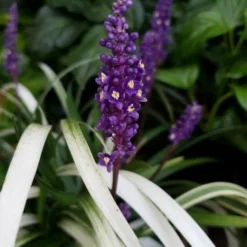 Okina Liriope (Frosted Monkey Grass) - 6 Pack Of 1 Gallon Pots -Garden Supplies Sales 2024 liriope muscari okina lilyturf 4 1