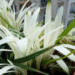 Okina Liriope (Frosted Monkey Grass) - 1 Gallon Pot -Garden Supplies Sales 2024 liriope muscari okina lilyturf 5