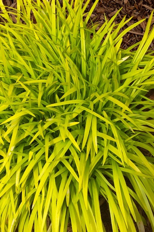 Gold Ingot Liriope (Golden Lilyturf) - 6 Pack Of 1 Gallon Pots 5 Gold Ingot Liriope (Golden Lilyturf) - 6 Pack Of 1 Gallon Pots - Image 5