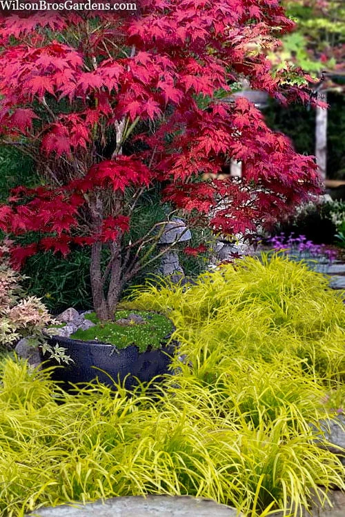 Gold Ingot Liriope (Golden Lilyturf) - 6 Pack Of 1 Gallon Pots 4 Gold Ingot Liriope (Golden Lilyturf) - 6 Pack Of 1 Gallon Pots - Image 4