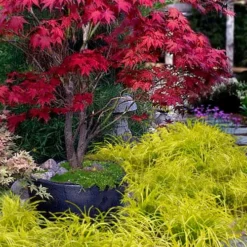 Gold Ingot Liriope (Golden Lilyturf) - 1 Gallon Pot -Garden Supplies Sales 2024 liriope muscari peedee ingot golden lilyturf 5